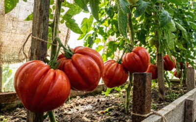 tomaten pflanzen, tomaten anbauen, tomaten säen