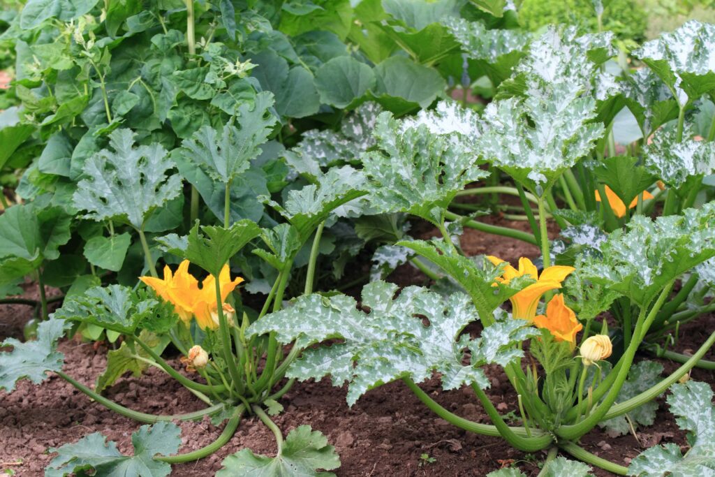 Gemüse anbauen für Anfänger