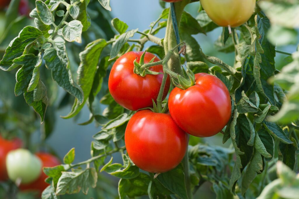 Tomaten Pflanzen: Der einfache Guide für reiche Ernte