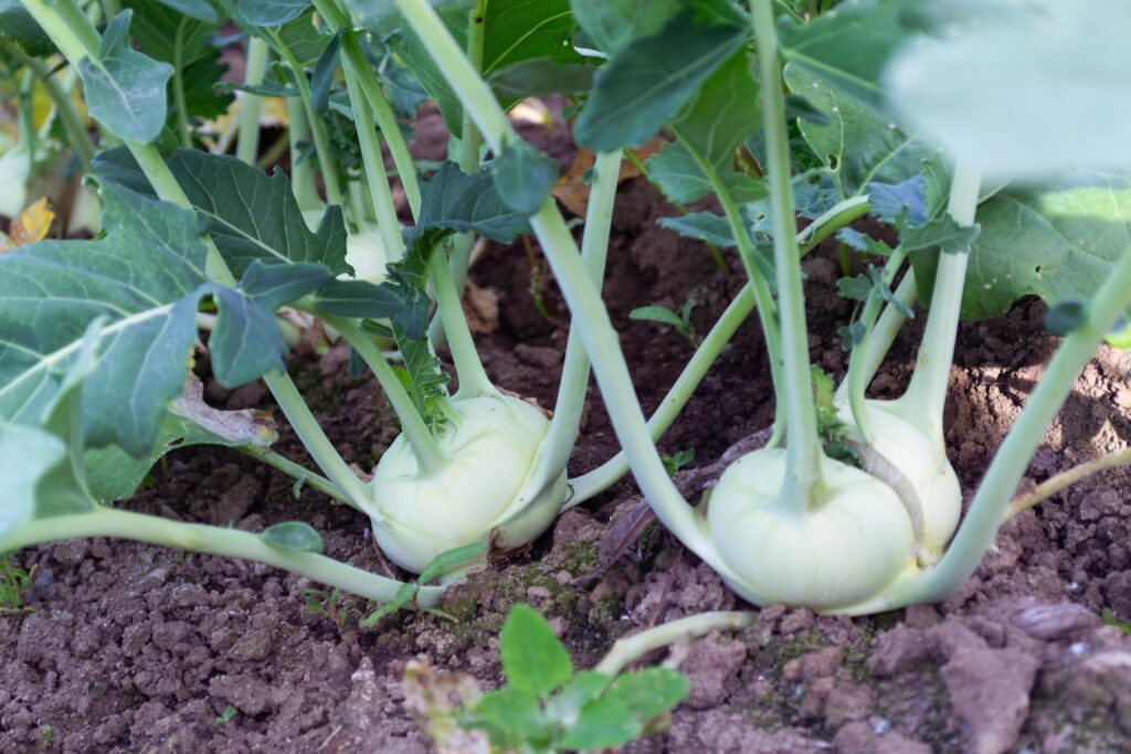 Gemüse anbauen für Anfänger