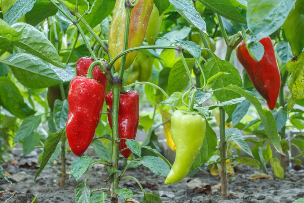 Paprika anbauen: Dein einfacher Guide für Balkon & Garten