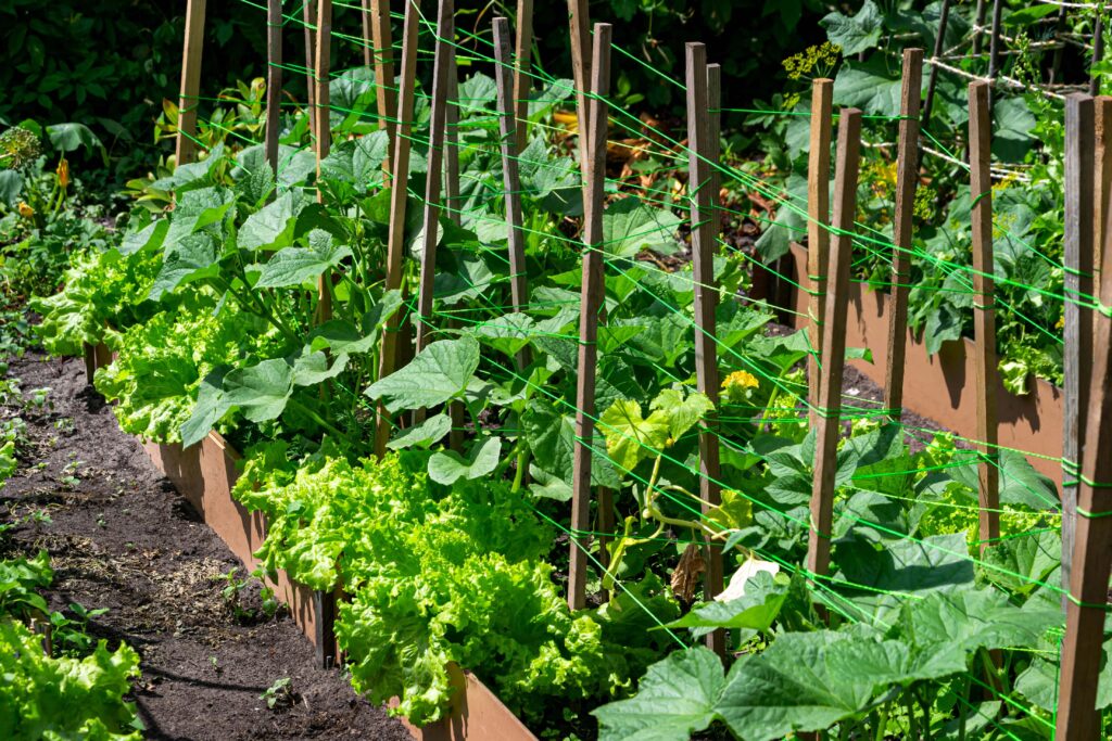 Mischkultur Gemüsegarten