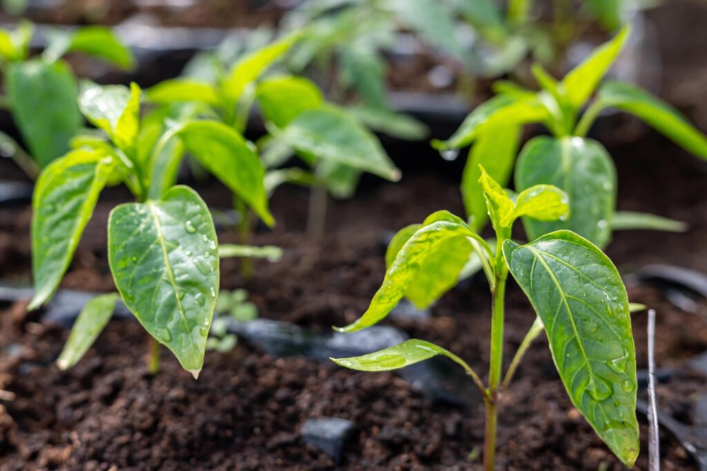 Paprika anbauen: Dein einfacher Guide für Balkon & Garten