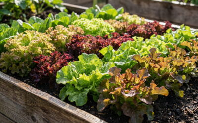 Pflücksalat anbauen: So erntest Du wochenlang frischen Salat Pflücksalat anbauen: So erntest Du wochenlang frischen Salat