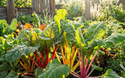 Mangold anbauen: Der Guide für Deine erste reiche Ernte Mangold anbauen: Der Guide für Deine erste reiche Ernte