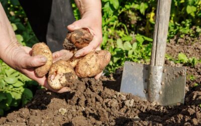 kartoffeln anbauen