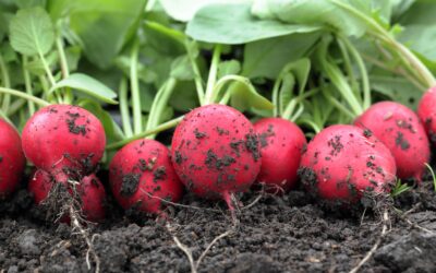 radieschen anbauen, radieschen pflanzen