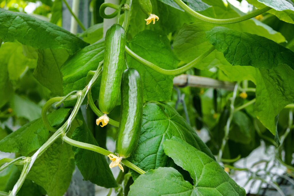 Gurken anbauen, Gurken ernten