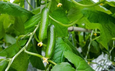 Gurken pflanzen: So einfach holst du dir den Sommer ins Beet! Gurken anbauen, Gurken ernten