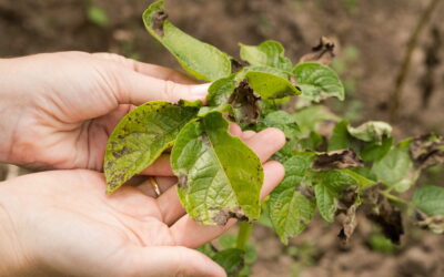 kartoffeln anbauen, garten anlegen, kartoffeln anpflanzen, gemüsegarten, gemüsegarten anlegen, krautfäule bei kartoffeln, krautfäule
