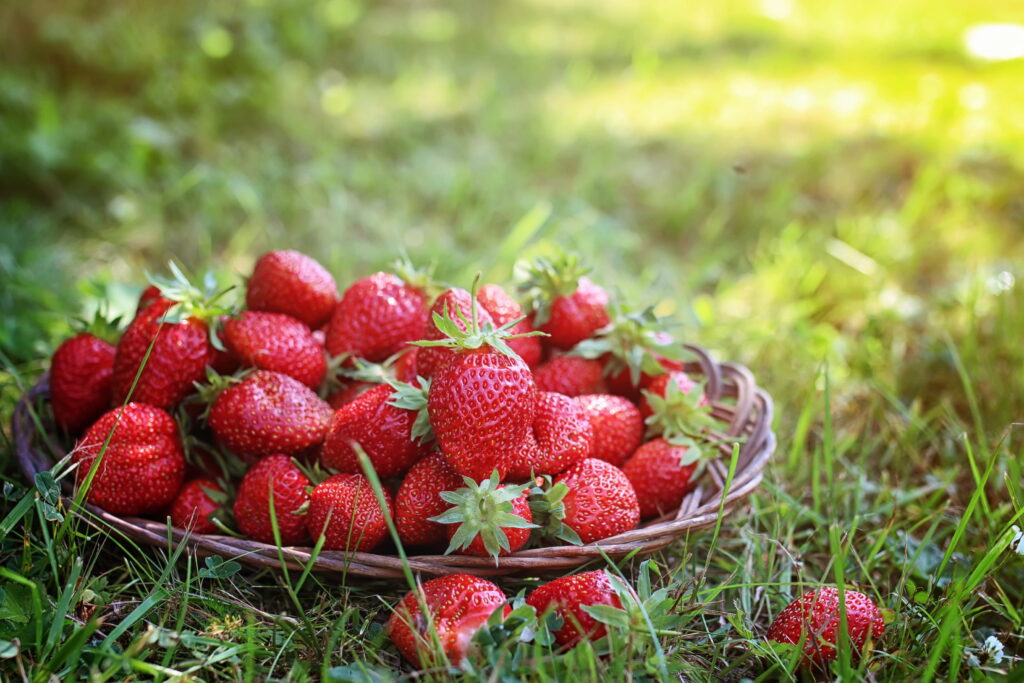 Erdbeeren anbauen" Neben-Keywords: Erdbeeren im Topf pflanzen Erdbeeren auf dem Balkon Erdbeeren platzsparend anbauen Erdbeeren vertikal anbauen Erdbeeren anbauen Ideen