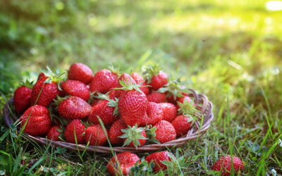 Erdbeeren anbauen Erdbeeren im Topf pflanzen Erdbeeren auf dem Balkon Erdbeeren platzsparend anbauen Erdbeeren vertikal anbauen Erdbeeren anbauen Ideen