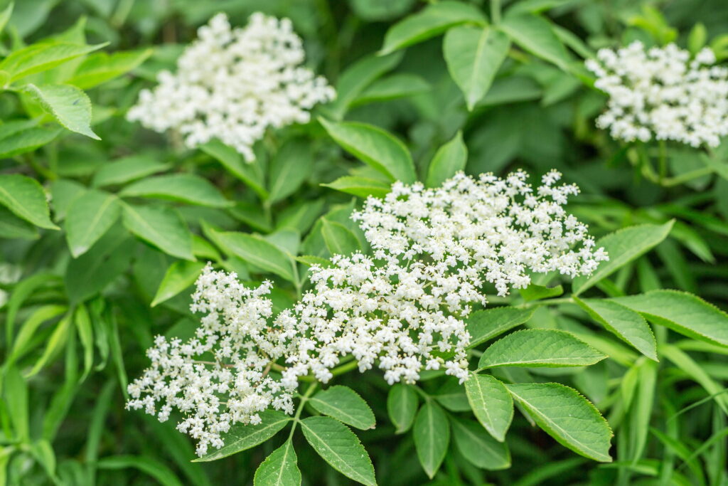 Wildkräuter erkennen Wildkräuter Rezepte essbare Wildkräuter Wildkräuter Frühling Giersch sammeln Knoblauchsrauke Waldmeister sammeln Holunderblüten sammeln Wildkräuter Küche Wildkräutersalat Wildkräuter Mai