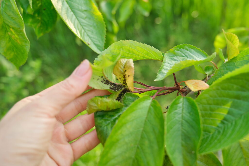 Blattläuse natürlich bekämpfen Blattläuse Hausmittel Blattläuse an Rosen Blattläuse an Gurken Blattläuse an Tomaten Blattläuse an Kirschbaum Schmierseife gegen Blattläuse Brennnesseljauche gegen Blattläuse Nützlinge im Garten Marienkäfer gegen Blattläuse Niemöl gegen Blattläuse