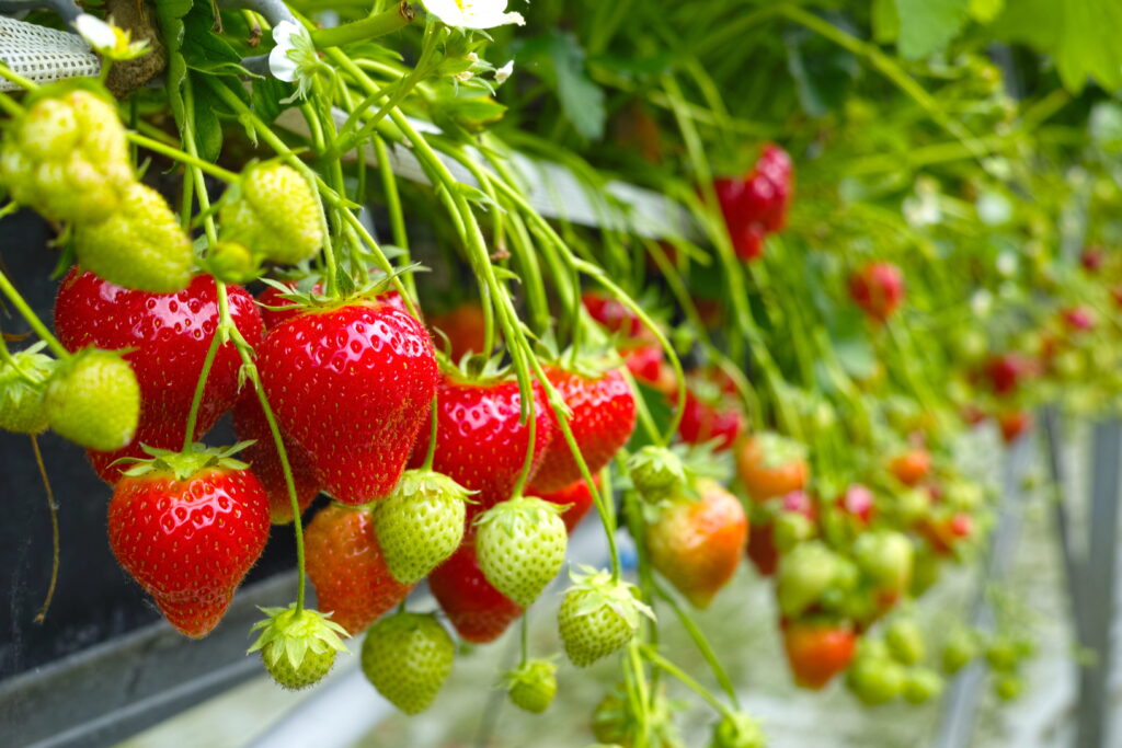 Erdbeeren anbauen Erdbeeren im Topf pflanzen Erdbeeren auf dem Balkon Erdbeeren platzsparend anbauen Erdbeeren vertikal anbauen Erdbeeren anbauen Ideen