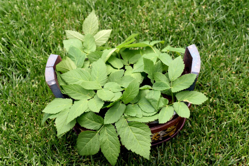 giersch, giersch rezepte, giersch pesto