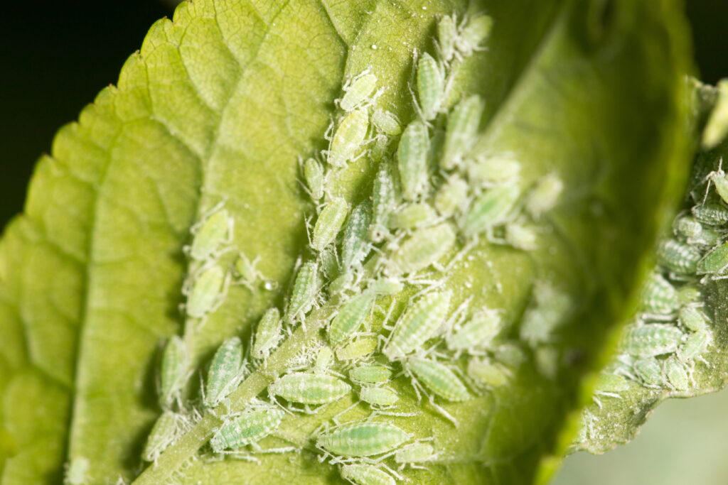 Blattläuse natürlich bekämpfen Blattläuse Hausmittel Blattläuse an Rosen Blattläuse an Gurken Blattläuse an Tomaten Blattläuse an Kirschbaum Schmierseife gegen Blattläuse Brennnesseljauche gegen Blattläuse Nützlinge im Garten Marienkäfer gegen Blattläuse Niemöl gegen Blattläuse