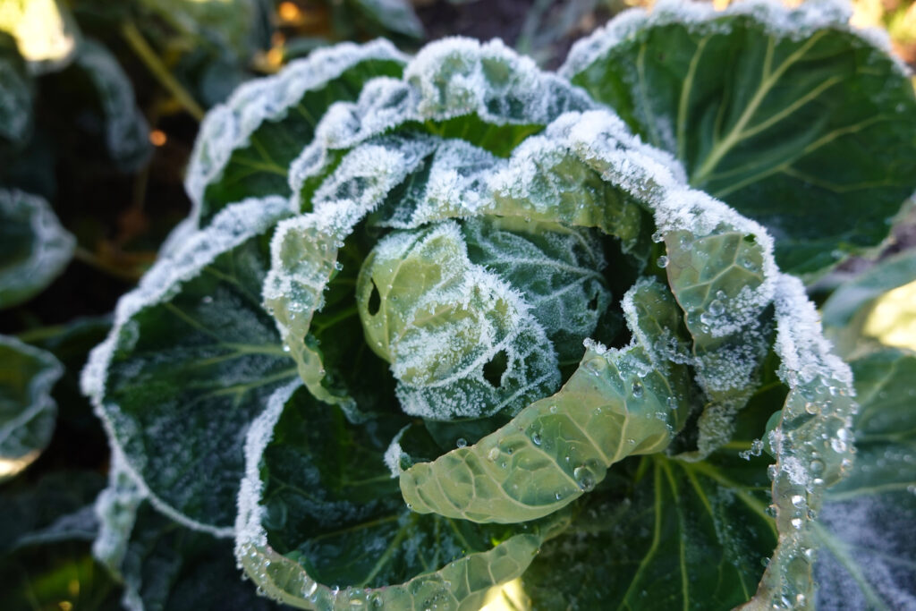 Wintergemüse anbauen, Wintergemüse anbauen Hochbeet Wintergemüse im Gewächshaus frostharte Gemüse frostharte Sorten Wintergemüse Sortenübersicht welches Gemüse im Juni säen Wintergemüse Aussaat Wintergemüse Juni Wintergemüse säen Wintergemüse Anfänger
