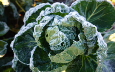 Wintergemüse anbauen, der komplette Guide für deine Winterernte Wintergemüse anbauen, Wintergemüse anbauen Hochbeet Wintergemüse im Gewächshaus frostharte Gemüse frostharte Sorten Wintergemüse Sortenübersicht welches Gemüse im Juni säen Wintergemüse Aussaat Wintergemüse Juni Wintergemüse säen Wintergemüse Anfänger