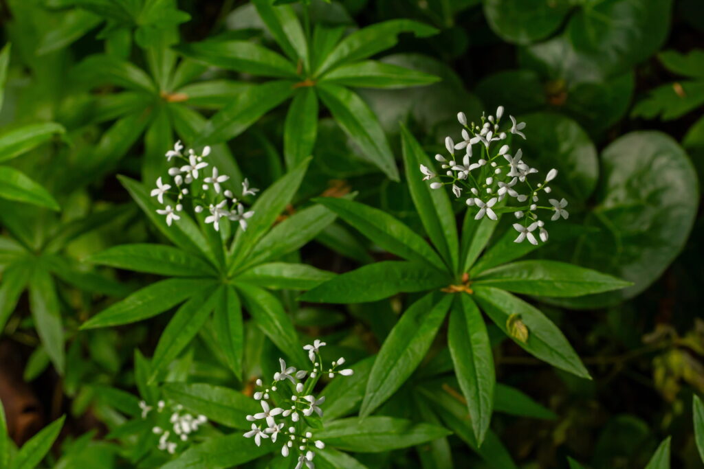 Galium odoratum, Wildkräuter erkennen Wildkräuter Rezepte essbare Wildkräuter Wildkräuter Frühling Giersch sammeln Knoblauchsrauke Waldmeister sammeln Holunderblüten sammeln Wildkräuter Küche Wildkräutersalat Wildkräuter Mai