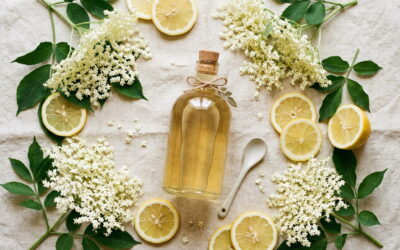 Holunderblütensirup Rezept Holunderblütensirup Holunderblüten Rezepte Holunder Rezepte Holunderblüten trocknen Holunderblüten sammeln Holunderbaum