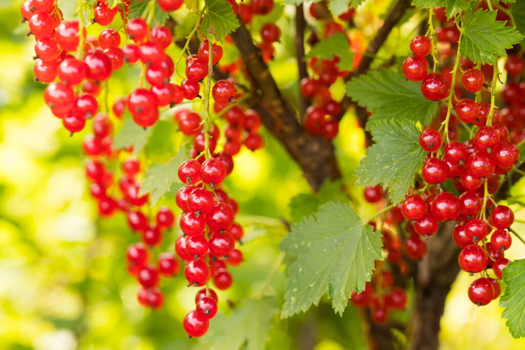 Johannisbeersirup Johannisbeer Sirup Johannisbeersirup Rezept Johannisbeersirup selber machen Johannisbeersirup aus Saft Johannisbeersirup ohne Zucker schwarzer Johannisbeersirup Johannisbeersaft selber machen, Johannisbeergelee Johannisbeeren Gelee Johannisbeergelee Rezept rote Johannisbeeren Gelee schwarze Johannisbeeren Gelee Gelee aus schwarzen Johannisbeeren