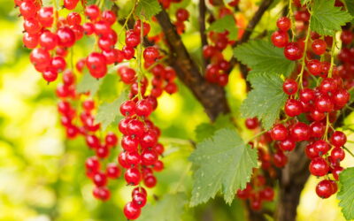Johannisbeeren verwerten: Gelee und Sirup selber machen Johannisbeersirup Johannisbeer Sirup Johannisbeersirup Rezept Johannisbeersirup selber machen Johannisbeersirup aus Saft Johannisbeersirup ohne Zucker schwarzer Johannisbeersirup Johannisbeersaft selber machen, Johannisbeergelee Johannisbeeren Gelee Johannisbeergelee Rezept rote Johannisbeeren Gelee schwarze Johannisbeeren Gelee Gelee aus schwarzen Johannisbeeren