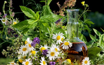heilpflanzen rezepte heilpflanzen garten anlegen heilpflanzen beet ringelblumensalbe selber machen ringelblumenöl selber machen lavendel pflanzen johanniskraut wirkung johanniskrautöl selber machen pfefferminze pflanzen pfefferminze verarbeiten